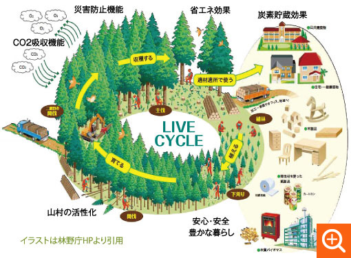 LIVE CYCLE